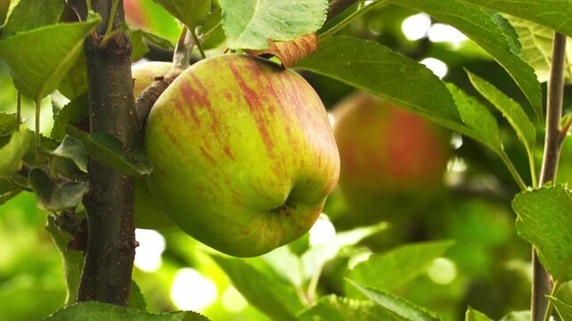 A striking visual of closeup apple on apple tree kinnaur apple, showcasing the natural beauty and scenic wonders of the region.