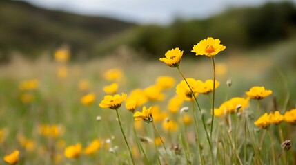 Obraz premium Vibrant yellow flowers blooming in a stunningly lush green field under cloudy skies : Generative AI
