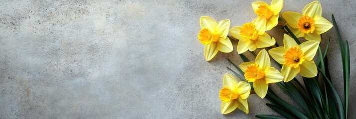 springtime greeting card for St. David's Day celebration, botanical design. yellow daffodils on textured gray concrete background with copy space. spring floral backdrop with vibrant colors.