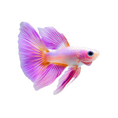 A vibrant, colorful fish with flowing fins and a striking appearance is the focal point.