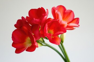 Close-up of bright red flowers in a decorative vase, perfect for use on greeting cards or as a visual element in an editorial piece