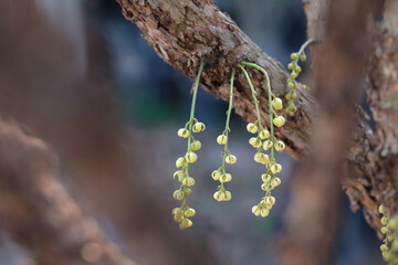Baccaurea ramiflora flower, the Burmese grape, is a slow-growing evergreen tree in the family Phyllanthaceae