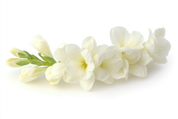 Fototapeta premium A bunch of white flowers sit on a white surface, ready for arrangement or display
