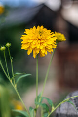 Golden yellow coneflowers blooming in a garden, showcasing the vibrant petals and delicate details of the flower heads, with a soft-focus background creating a sense of depth and tranquility