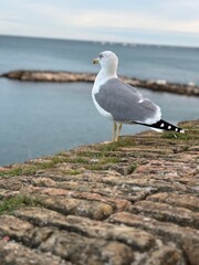 gabbiano