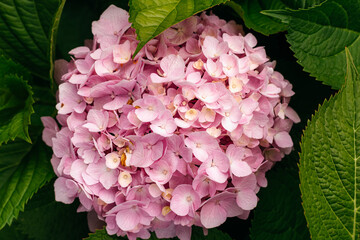 Close-up view of a pink hydrangea flower head nestled among lush green leaves, highlighting the delicate beauty of nature in full bloom during the vibrant seasons of spring and summer