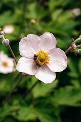 Close-up of a honey bee pollinating a pale pink japanese anemone flower against a blurred green background, highlighting the beauty of nature and bees' vital role in pollination