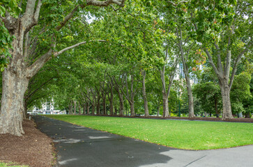 The Carlton Gardens in Melbourne. A tree-lined pathway where mature London Plane trees create a natural archway, with a well-maintained lawn.A classical Victorian-era park design with a grand avenue.