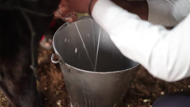 Automatic mechanized milking cow in a cow's milk farm barn. Close up of equipment being used. Agriculture, animal feed, farm, cattle and milk, and dairy 