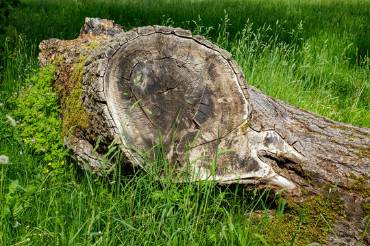 Verwitterter Baumstumpf auf einer Wiese