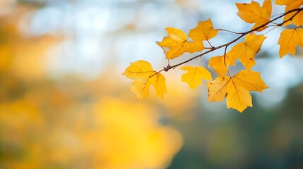 Obraz premium Close Up of Beautiful Bright Yellow Maple Leaves Against a Soft Focus Background in Autumn Season : Generative AI