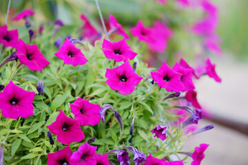 Blooming pink Petunia flowers grow in hanging plant pot decorated in garden