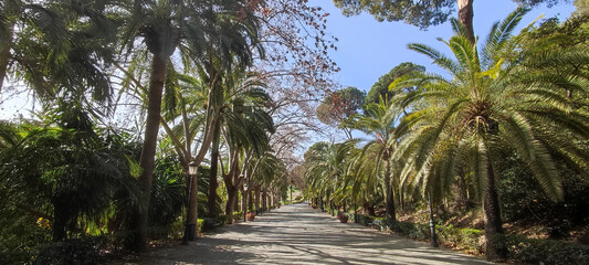 Palm tree lined path in historic botanical garden, Malaga, Spain