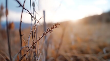 Obraz premium Closeup of a dried grass stem under warm golden sunlight in a serene natural setting : Generative AI