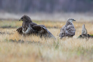 Two buzzards among the golden grass