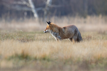 A fox watching something in the meadow