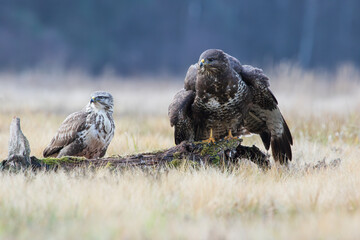 Dark and light buzzard on a stump in a meadow