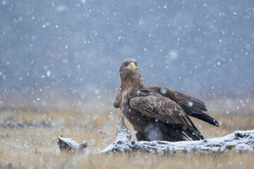 White-tailed eagle behind a log in falling snow