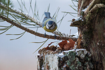 A blue tit sitting on a pine branch
