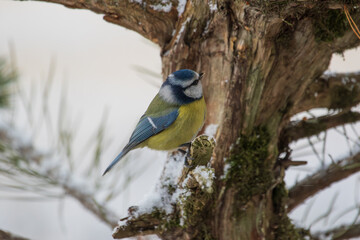 A tit on a broken branch