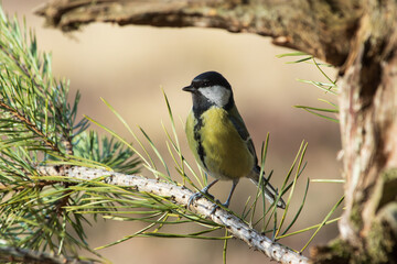 Great tit among the needles on a pine branch