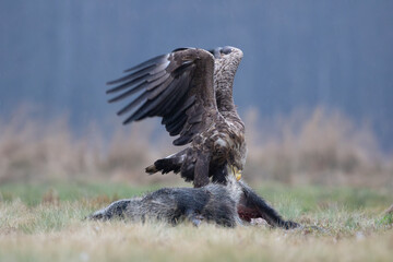 An adult white-tailed eagle feeding on a wild boar carcass