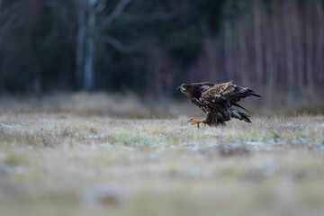 An eagle landing on a meadow