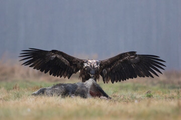 A white-tailed eagle with its wings spread wide tearing a wild boar