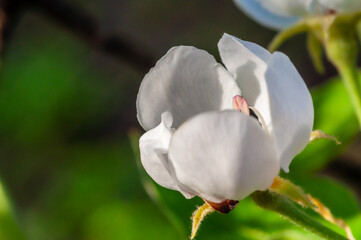 A beautiful white flower in selective focus, vibrant green and blue hues creating dreamy bokeh.