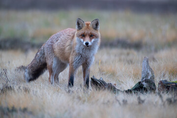 A fox on an autumn meadow next to pieces of an old stump