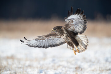 Buzzard flying over a winter meadow