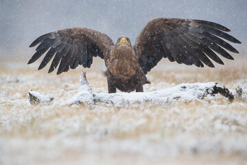 A white-tailed eagle with spread wings among the falling snow