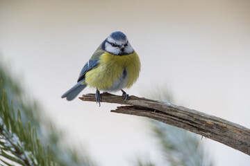 A fluffy tit on a stick