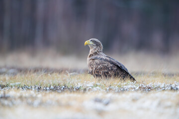 A white-tailed eagle in a meadow against the background of the forest