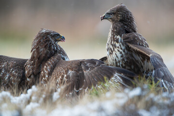 Two aggressive buzzards are fighting