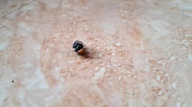 Close up of a dying bluebottle fly