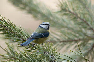 Obraz premium Blue Tit on the branches of a pine