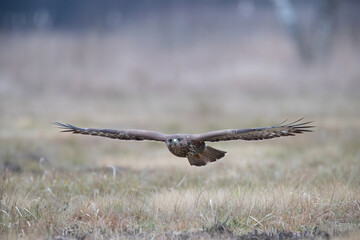 A buzzard flying low over a meadow