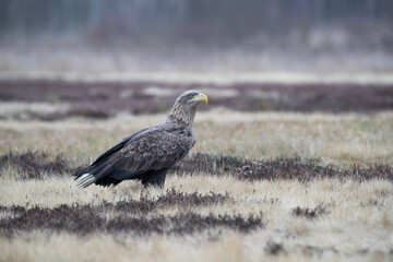 A white-tailed eagle sitting on a meadow among dry heather