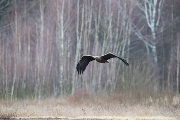 A white-tailed eagle flying over a meadow against the background of a birch forest