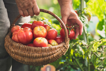 Woman's hands harvesting fresh organic tomatoes. Farmer Picking tomatoes into basket. Vegetable growing. Organic gardening concept.