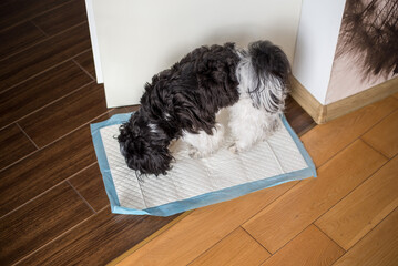 Puppy peeing on a diaper. Toilet training a puppy. Shih Tzu puppy.