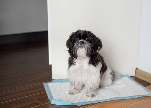 Puppy peeing on a diaper. Toilet training a puppy. Shih Tzu puppy..