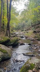 Obraz premium Serene Forest Stream Flowing Through Lush Green Wilderness Landscape
