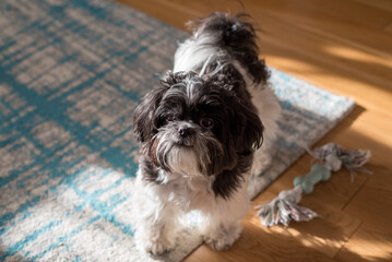 Cute black and white dog