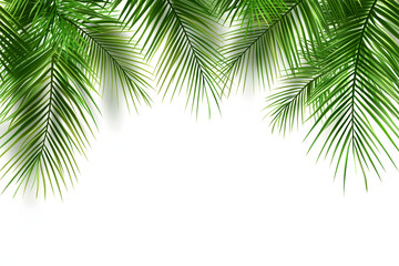 Fototapeta premium Green palm leaves with cool shadows on a white wall.