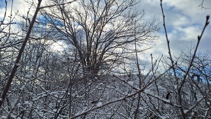Obraz premium Frosty Woodland Scene with Blue Sky