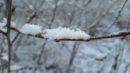 Beautiful Snowflakes Resting on a Bare Twig