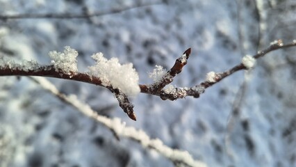 Frosty Branch with Glimmering Ice Crystals