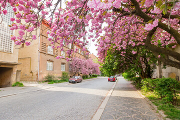 uzhhorod, ukraine - 26 apr, 2015: cherry blossom on the city street. old european town on a sunny morning